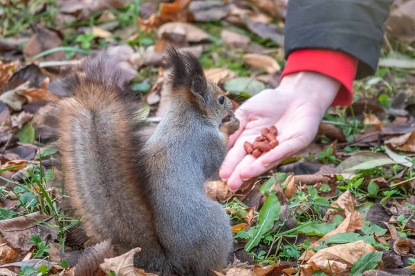 小女孩在秋天的公园里用坚果喂松鼠 松鼠吃女孩手里的坚果 — 图库照片
