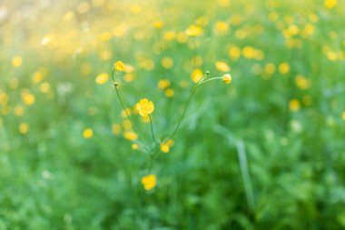 Düğünçiçeği sarı çiçekleri Ranunculus montanus dağı. Mavi arka planı olan sarı çiçekler. Yaz ya da bahar arkaplanı.