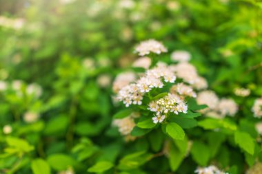 Spiraea chamaedryfolia veya almander meadowsweet veya karaağaç yapraklı yeşil arka planlı beyaz spirea çiçekleri. Muhteşem bir çalılık Spiraea chamaedryfolia