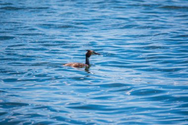 Great Crested Grebe sakin gölde yüzüyor. Büyük ibikli grebe, Podiceps kristali, su kuşları familyasının bir üyesidir..