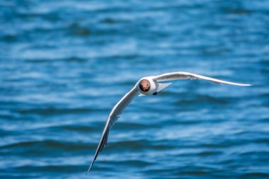 Güzel Siyah Saçlı Martı, mavi su üzerinde zarif bir uçuşta. Siyah başlı martı, Latince adı Chroicocephalus ridibundus