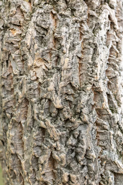 Rindenstruktur Von Korkeichen Alte Baumrindenstruktur Natürlicher Hintergrund Korkeiche Lat Quercus — Stockfoto