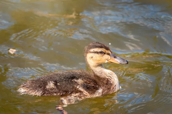 Mignon Petit Canard Nageant Seul Dans Lac Une Rivière Avec — Photo