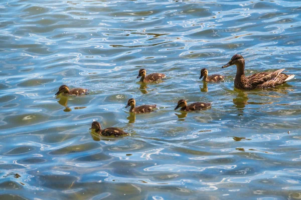 Una Familia Patos Pato Sus Patitos Nadan Agua Pato Cuida —  Fotos de Stock