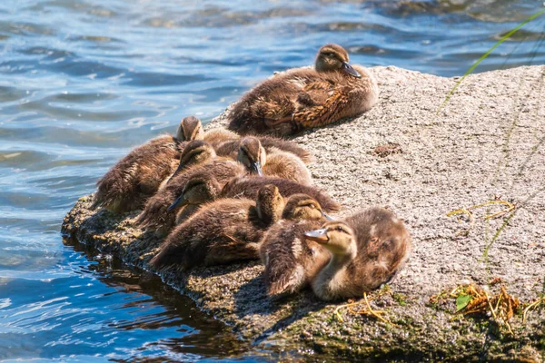 Cute little ducklings sits on a lake coast. Agriculture, Farming. Happy duck. Cute and humor