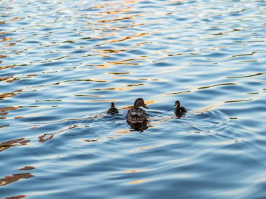 Bir ördek ailesi, bir ördek ve küçük ördekleri suda yüzüyorlar. Ördek yeni doğan ördek yavrularıyla ilgilenir. Ördek yavruları hep birlikte. Mallard, lat. Anas platyrhynchos