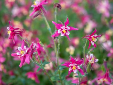 Batı Kanada 'nın güzel yerli çiçeği. Aquilegia formosa, crimson columbine, western columbine, veya red columbine. Yakın plan kırmızı ve sarı renkli çiçek. Yeşil bahçede Columbine