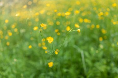Düğünçiçeği sarı çiçekleri Ranunculus montanus dağı. Mavi arka planı olan sarı çiçekler. Yaz ya da bahar arkaplanı.