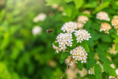 Spiraea chamaedryfolia veya almander meadowsweet veya karaağaç yapraklı yeşil arka planlı beyaz spirea çiçekleri. Muhteşem Spiraea chamaedryfolia çalısı. Bal bitkisinin beyaz çiçekleri üzerinde bir arı.