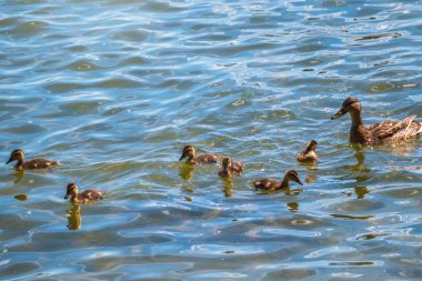 Bir ördek ailesi, bir ördek ve küçük ördekleri suda yüzüyorlar. Ördek yeni doğan ördek yavrularıyla ilgilenir. Ördek yavruları hep birlikte. Mallard, lat. Anas platyrhynchos