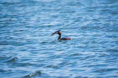Great Crested Grebe sakin gölde gagasında balıkla yüzüyor. Büyük ibikli grebe, Podiceps kristali, su kuşları familyasının bir üyesidir..