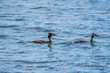 İki Büyük İbikli Yunus gölde yüzüyor. Büyük ibikli grebe, Podiceps kristali, su kuşları familyasının bir üyesidir..