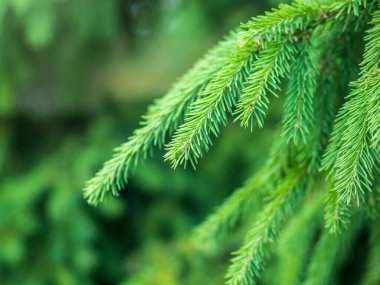 Baharda filizlenmiş fidan dalları. Baharda genç yeşil ladin filizleri. Yeşil arka planda ladin dalları. Bahar ormanlarında dalda yetişen köknar ağacı filizleri.