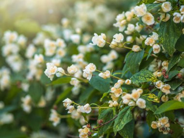 İlkbaharda çiçek açan Alaycı Portakal Çiçeği Coronarius çalısı. Çiçek açan yeşilliğin güzel doğal arka planı. Doğanın doğal güzelliği