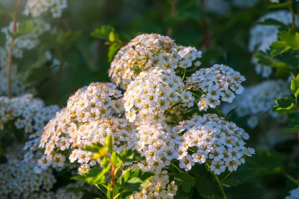 Baharda çicek açan dikenli çalılar. Sulu yeşil yapraklı daldaki narin beyaz çiçekler. Crataegus, yaygın olarak Hawthorn, quickthorn, thornapple, May-tree, whitethorn veya hawberry olarak bilinir.,