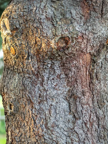 Eski Bir Köknar Ağacının Kabuk Dokusu Arka Planı Ayrıntılı Ağaç — Stok fotoğraf