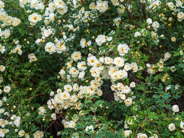Rosehip Blommor Blommande Nypon Buske Solig Sommardag Närbild Fint Vita — Stockfoto
