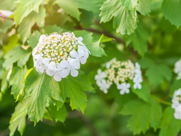 Viburnum Opulus Guelder Rose Beautiful White Flowers Blooming Viburnum Shrub — Stock Photo, Image