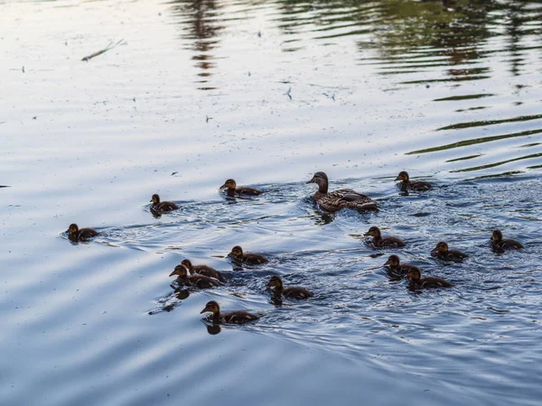 Familj Ankor Anka Och Dess Små Ankungar Simmar Vattnet Ankan — Stockfoto