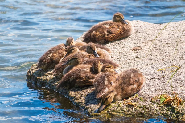 Cute Little Ducklings Sits Lake Coast Agriculture Farming Happy Duck — Stock Photo, Image