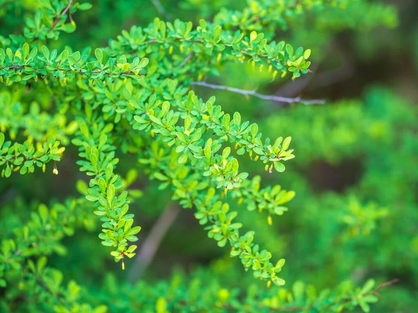 Arbustos Verdes Con Hojas Jóvenes Atardecer Imagen Primavera Fondo — Foto de Stock