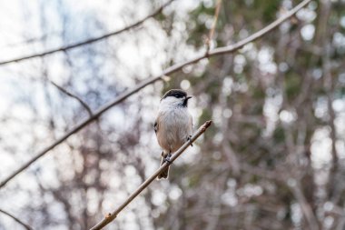 Cute bird The willow tit, song bird sitting on a branch without leaves in the winter. Willow tit perching on tree in winter. The willow tit, lat. Poecile montanus.