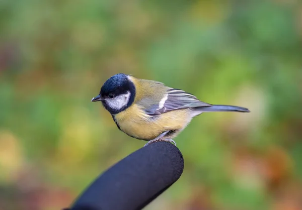 Cute bird Great tit, songbird sitting on a branch without leaves in the autumn or winter. Parus major