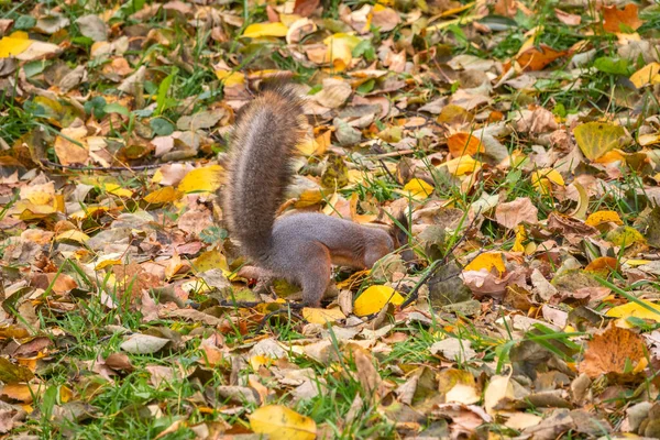 Eichhörnchen Versteckt Herbst Nüsse Auf Dem Grünen Gras Mit Abgefallenen — Stockfoto