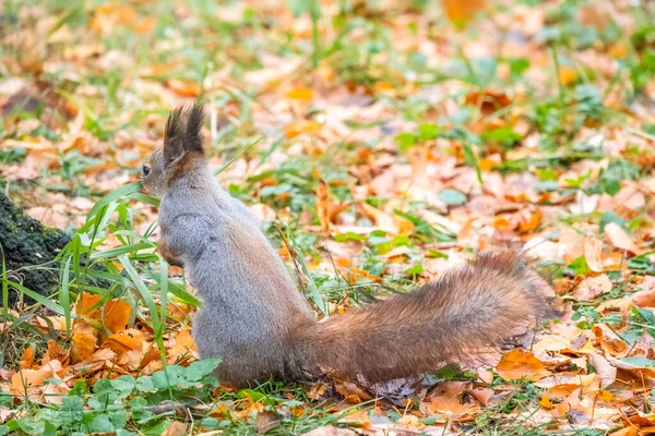 Esquilo Outono Grama Verde Com Folhas Amarelas Caídas — Fotografia de Stock