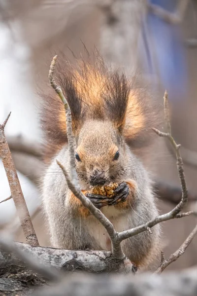 松鼠在冬天或秋天坐在树枝上 欧亚红松鼠 粗壮的科学龙 — 图库照片
