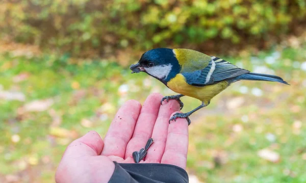 Tit Sits Man Hand Eats Seeds Taking Care Birds Winter — Stock Fotó