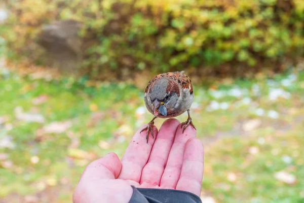 Pardal Senta Mão Homem Come Sementes Cuidar Das Aves Inverno — Fotografia de Stock