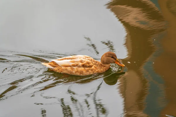 Gelbfarbenes Stockenten Weibchen Schwimmt Teich Tierische Polymorphie Porträt Eines Entenweibchens — Stockfoto