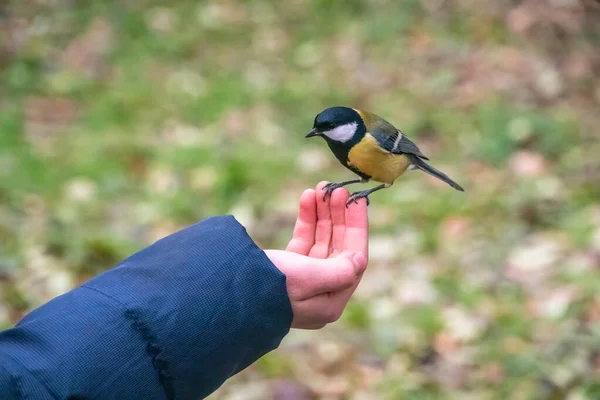 Une Mésange Est Assise Sur Main Homme Mange Des Graines — Photo