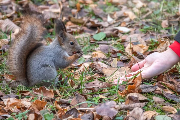 Ένα Κορίτσι Ταΐζει Ένα Σκίουρο Ξηρούς Καρπούς Ένα Φθινόπωρο Πάρκο — Φωτογραφία Αρχείου