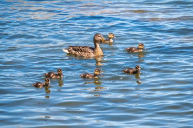 Bir ördek ailesi, bir ördek ve küçük ördekleri suda yüzüyorlar. Ördek yeni doğan ördek yavrularıyla ilgilenir. Ördek yavruları hep birlikte. Mallard, lat. Anas platyrhynchos