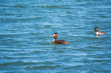İki Büyük İbikli Yunus gölde yüzüyor. Büyük ibikli grebe, Podiceps kristali, su kuşları familyasının bir üyesidir..