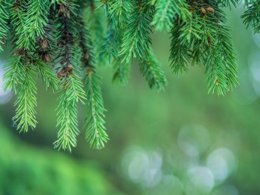 Baharda filizlenmiş fidan dalları. Baharda genç yeşil ladin filizleri. Yeşil arka planda ladin dalları. Bahar ormanlarında dalda yetişen köknar ağacı filizleri.