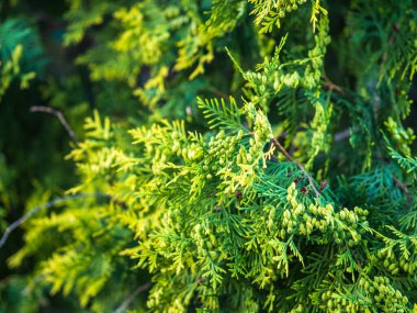 İlkbaharda Thuja dalları. Gün batımında taze thuja dalları. Bahar arkaplanı.