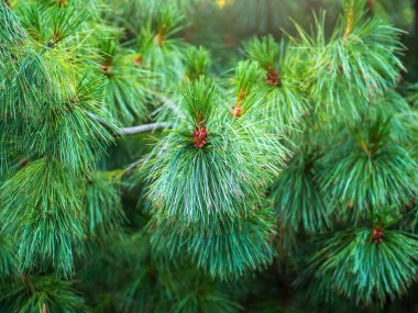 Sedir dalları ve güzel bulanık bir arka planı olan uzun tüylü iğneler. Pinus sibirica ya da Sibirya çamı. Taze filizleri ve uzun ve ince iğneleri olan çam dalları..
