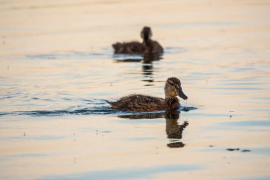 Küçük şirin ördek yavrusu gölde ya da nehirde sakin suyla tek başına yüzüyor. Tarım, tarım. Mutlu ördek. Sevimli ve esprili