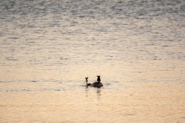 Bir çift su kuşu, Great Crested Grebe, sırtında civciv besliyor. Büyük ibikli Grebe, Podiceps kriteri