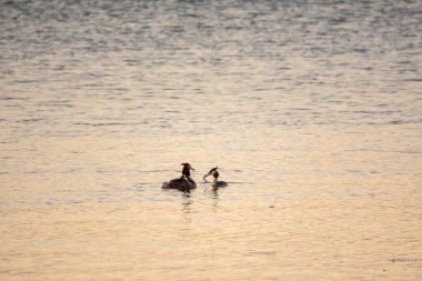 Bir çift su kuşu, Great Crested Grebe, sırtında civciv besliyor. Büyük ibikli Grebe, Podiceps kriteri