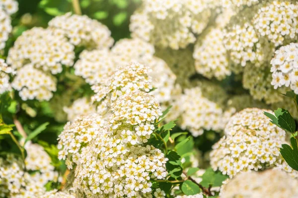 Baharda çicek açan dikenli çalılar. Sulu yeşil yapraklı daldaki narin beyaz çiçekler. Crataegus, yaygın olarak Hawthorn, quickthorn, thornapple, May-tree, whitethorn veya hawberry olarak bilinir.,