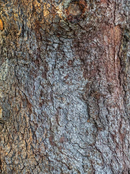 Eski Bir Köknar Ağacının Kabuk Dokusu Arka Planı Ayrıntılı Ağaç — Stok fotoğraf