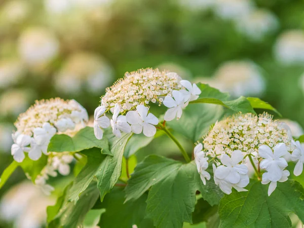 Viburnum Opulus Guelder Rose Beautiful White Flowers Blooming Viburnum Shrub — Stock Photo, Image