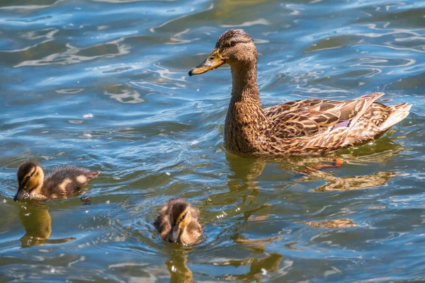 Uma Família Patos Pato Seus Pequenos Patinhos Estão Nadando Água — Fotografia de Stock