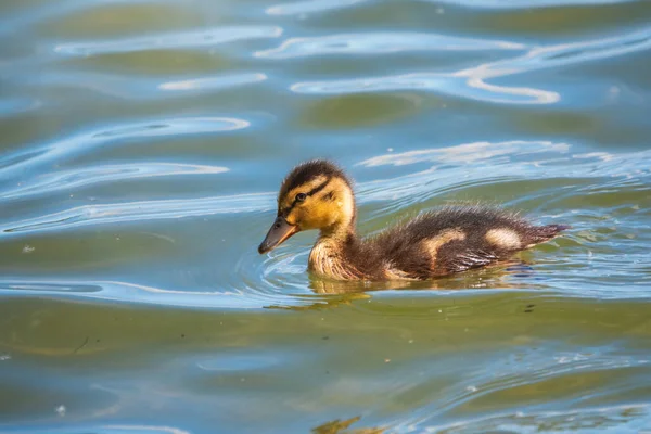 Cute little duckling swimming alone in a lake or river with calm water. Agriculture, Farming. Happy duck. Cute and humor