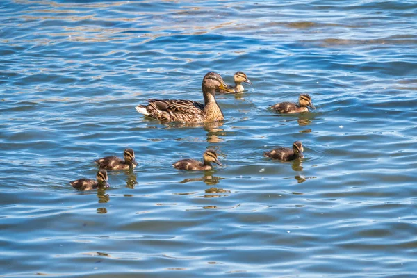 Familj Ankor Anka Och Dess Små Ankungar Simmar Vattnet Ankan — Stockfoto