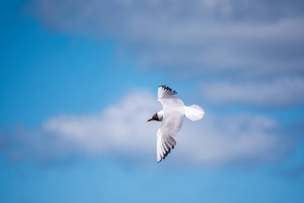 青い空を飛ぶ夏の羽の黒頭のカモメ 黒頭の雄しべ ラテン語名Chroicocephals Ridibundus — ストック写真